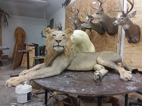 Taxidermists near me - WILDLIFE CREATIONS TAXIDERMY STUDIO 315 Cherrydell Drive, Pittsburgh, PA 15220 412.343.5150, cell:412.973.6607 Taxidermist, Kurt Niedzwiecki. Member of the United Taxidermy Association , PA Taxidermist Association & National Taxidermists Association We accept all major credit cards, Apple Pay and Android Pay. ©2023 Wildlife Creations Taxidermy ... 